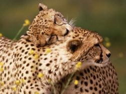 cheetahs-hugging-799290.jpg